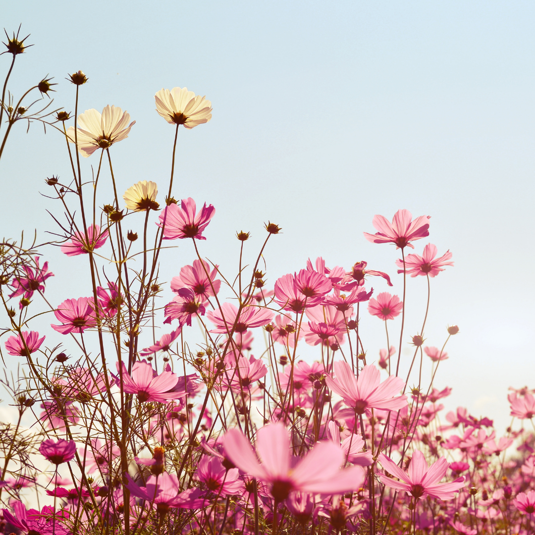 The Power Of Flowers