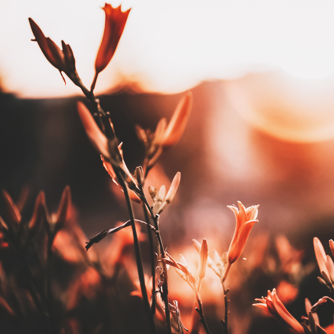 How to Cleanse your House with Nature Magic?