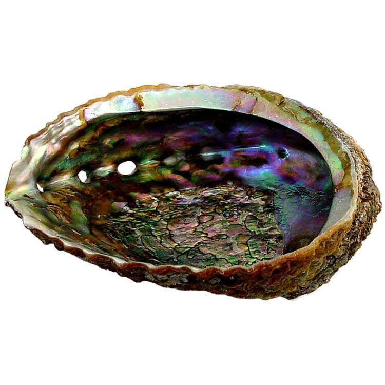 Abalone Natural Shell