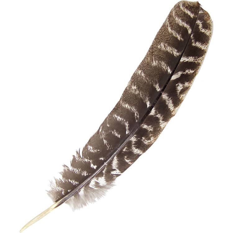 Turkey Feather | My Little Magic Shop