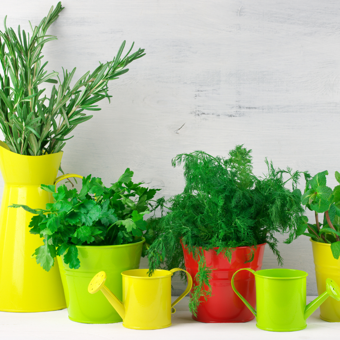 10 Helpful Household Herbs