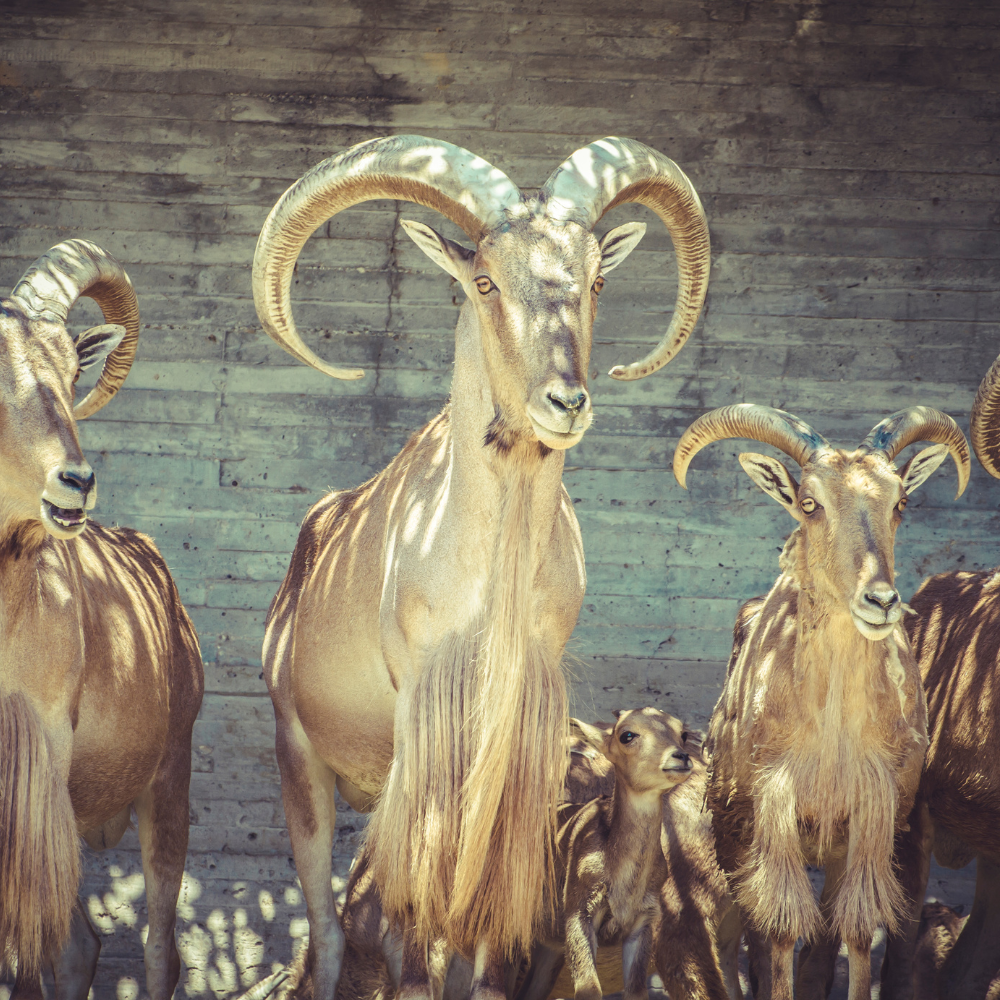 Astro Alert: Welcome to Capricorn Season!