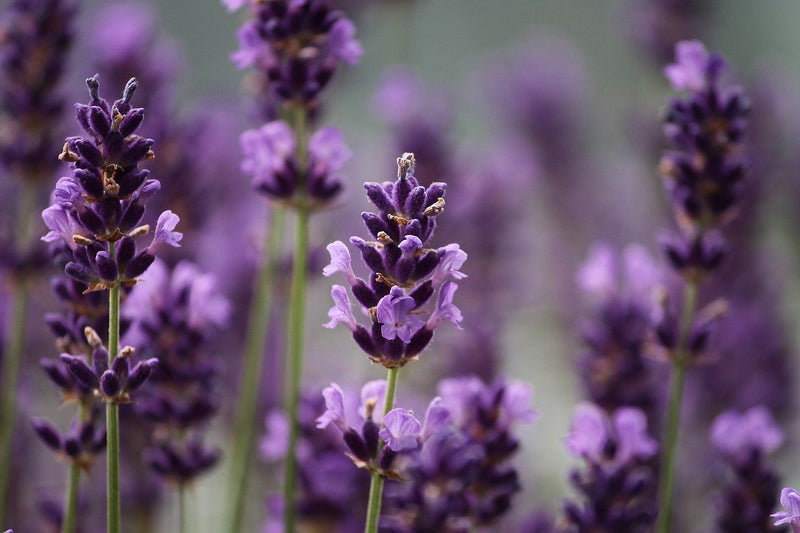 The Magical Benefits Of Lavender
