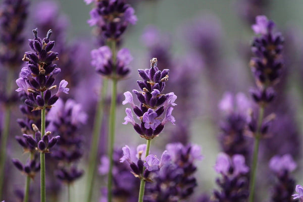 The Magical Benefits Of Lavender