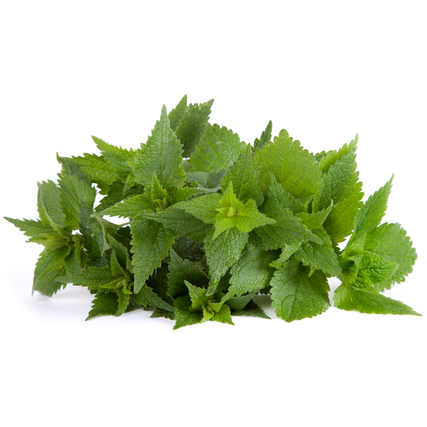 2oz Urtica dioica nettle leaf for protection magic