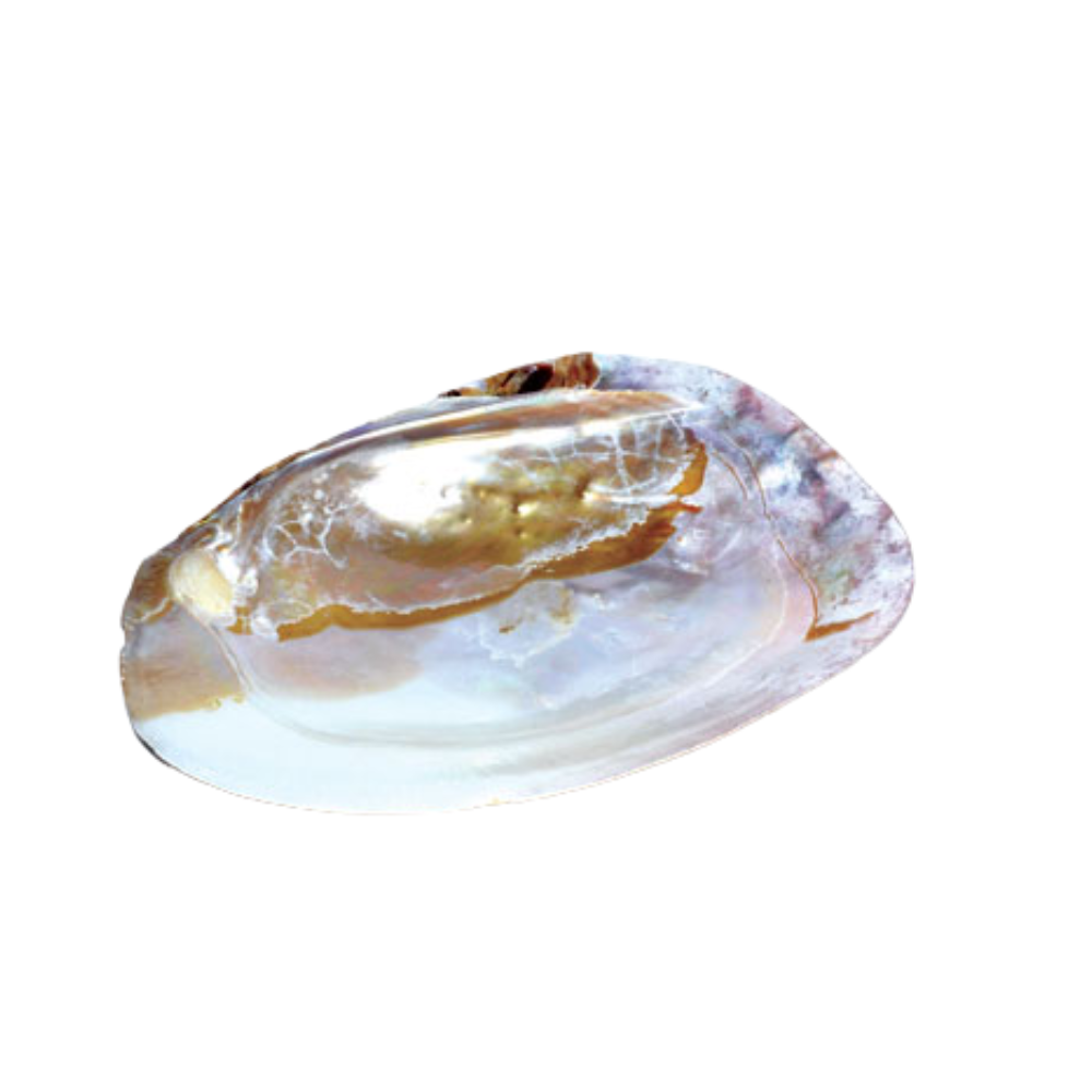 Shell Incense Burner