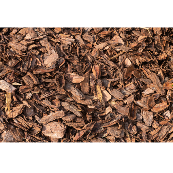 1oz Pinus strobus white pine bark for protection magic