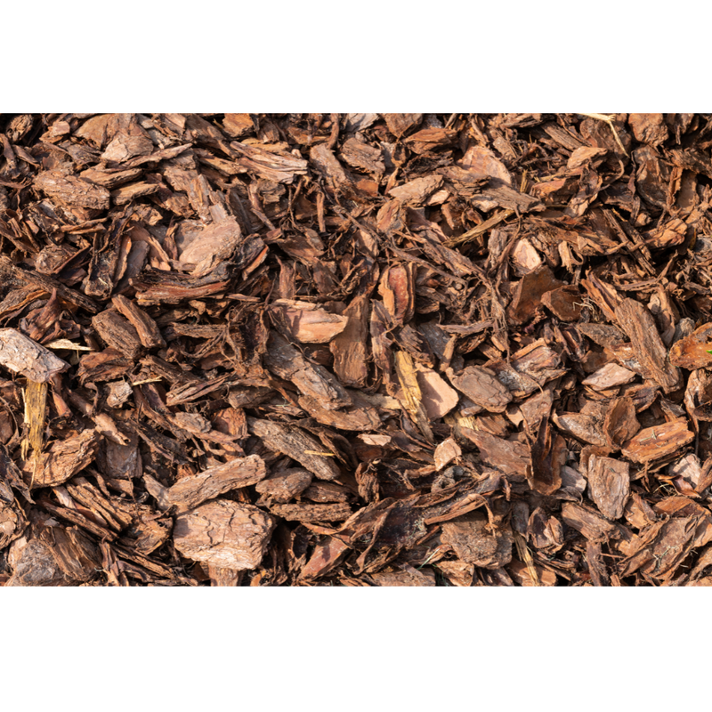 1oz Pinus strobus white pine bark for protection magic